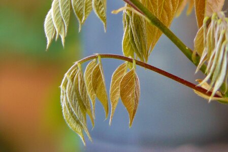 Rank growths plant wisteria