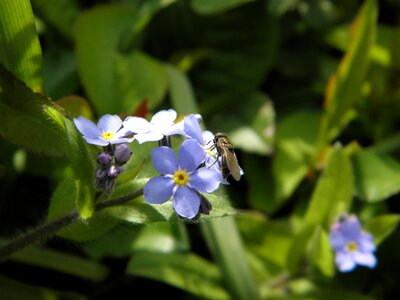 Blue flower forget my not boraginaceae