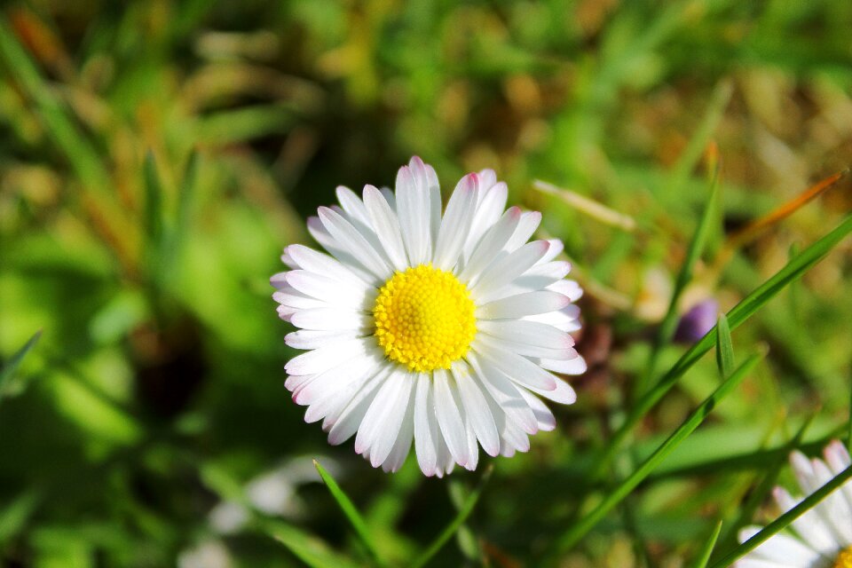Flower flowers daisies