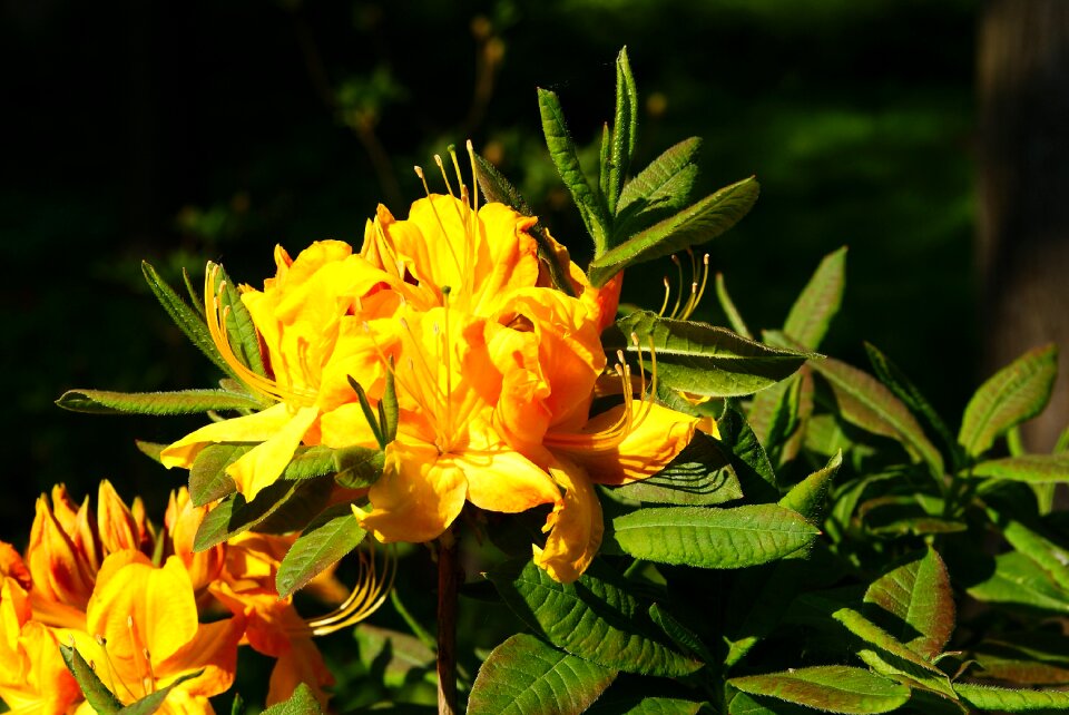 Summer flowers blooms