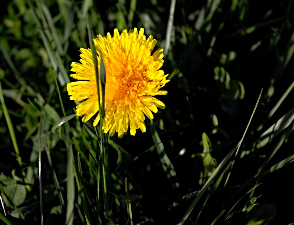Flower dandelions green