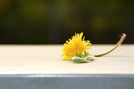 Green hundeblume wall