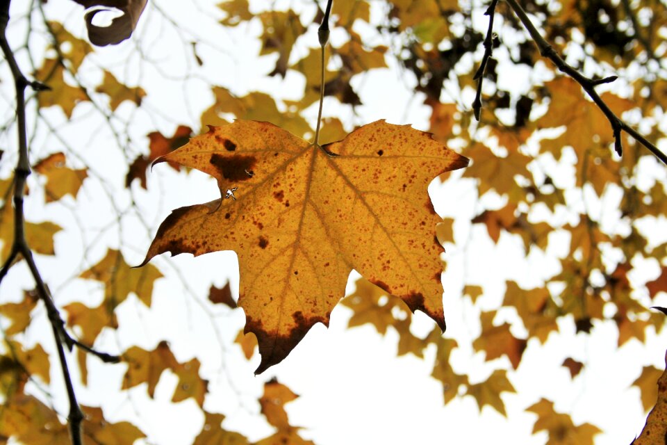 Plane leaves leaves tree