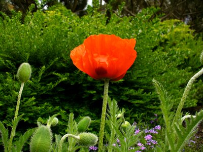 Poppy flower bursting red poppy photo