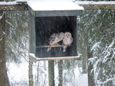 Owl bird snow
