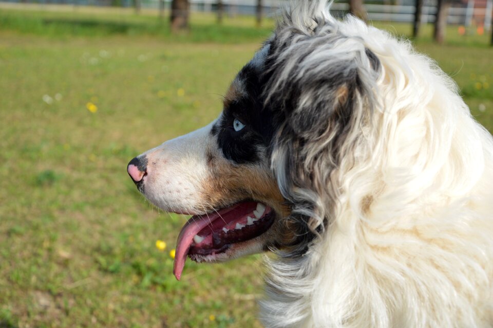 Australian sheperd blu merle merle