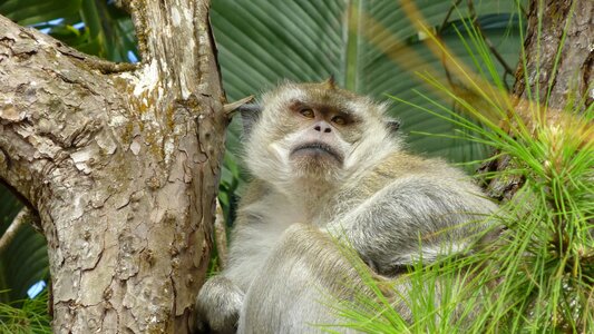 Close up animal tropical