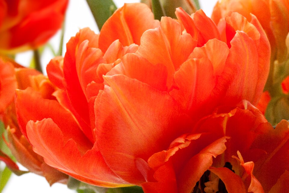 Nature flowers tulips