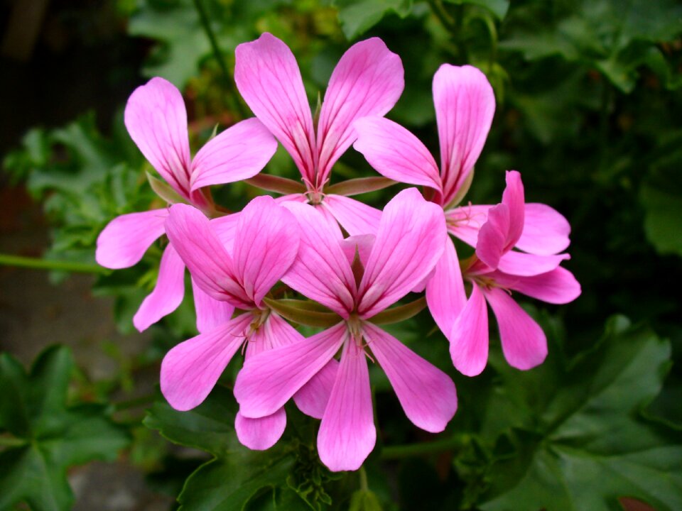 Geraniaceae blossom bloom