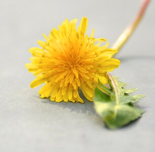 Yellow green hundeblume
