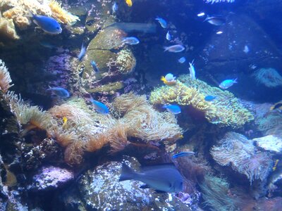 Diving coral australia photo