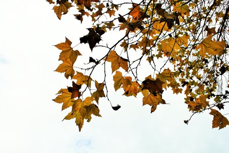 Plane leaves leaves tree