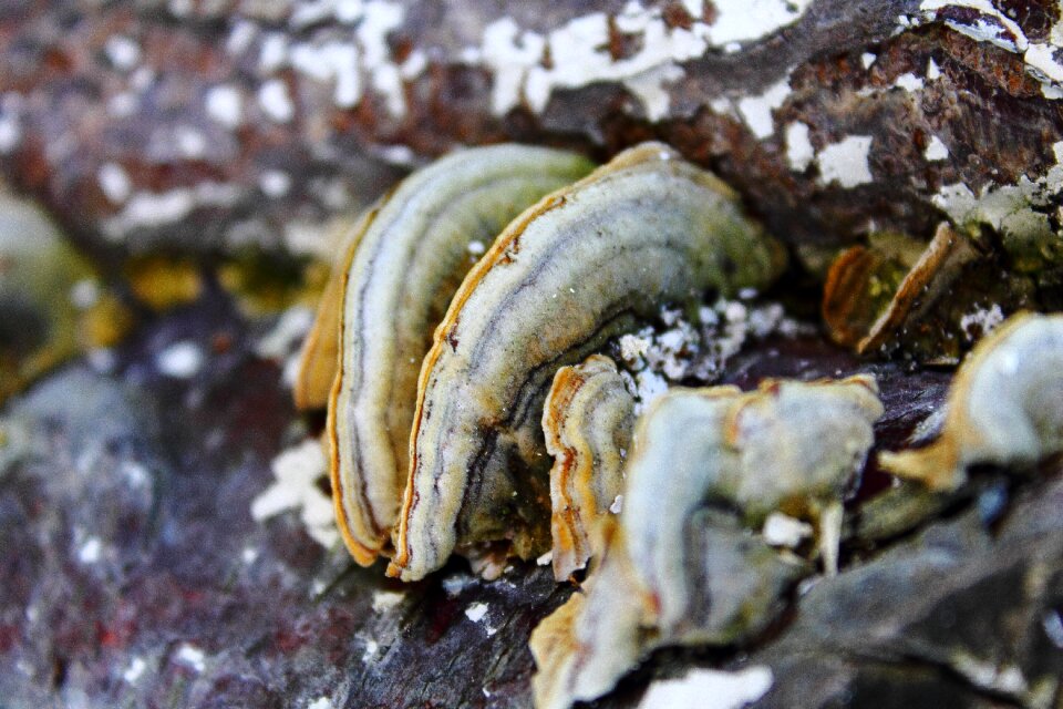 Mushrooms tree nature