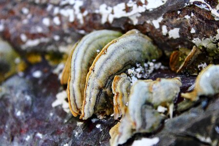 Mushrooms tree nature
