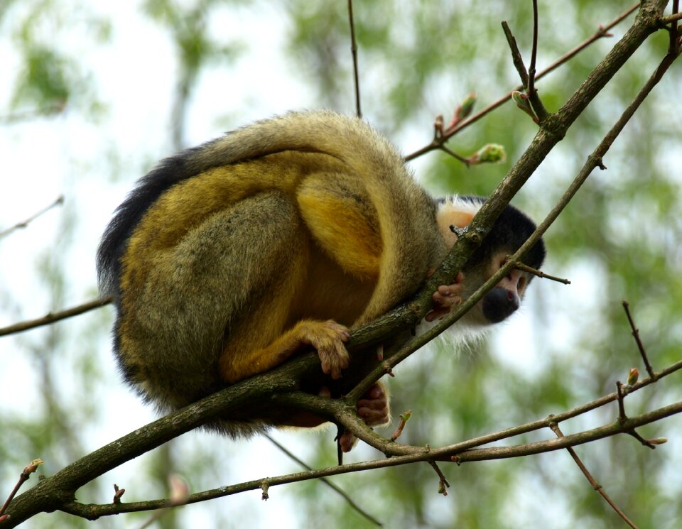 Monkey creature cebus