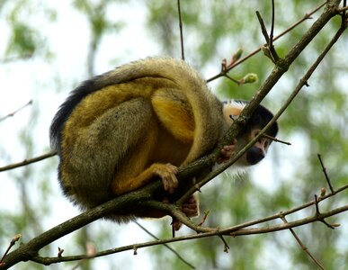 Monkey creature cebus