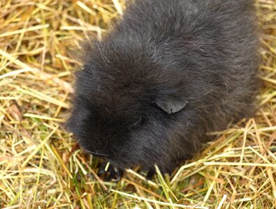 Sweet cute black