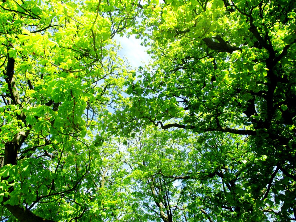 Spring sun shining