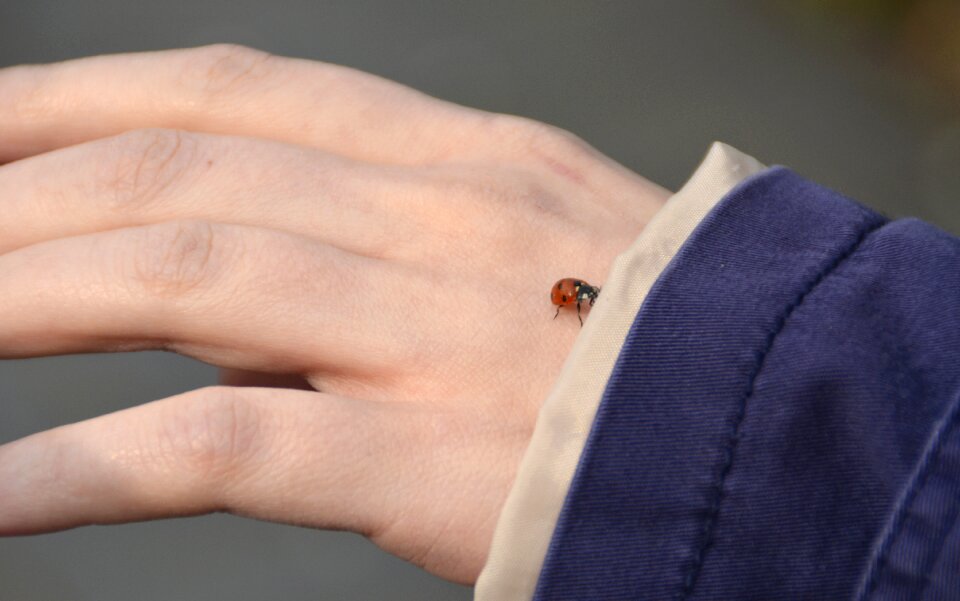 Ladybug nature connectedness