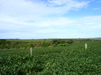 Grains cerrado brazil