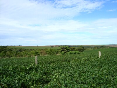 Grains cerrado brazil photo