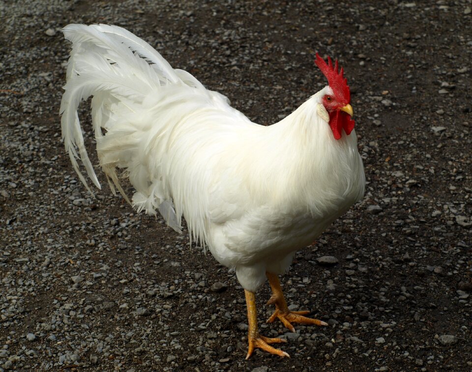 Poultry male fowl farm