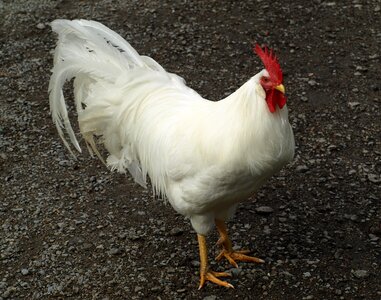 Poultry male fowl farm photo