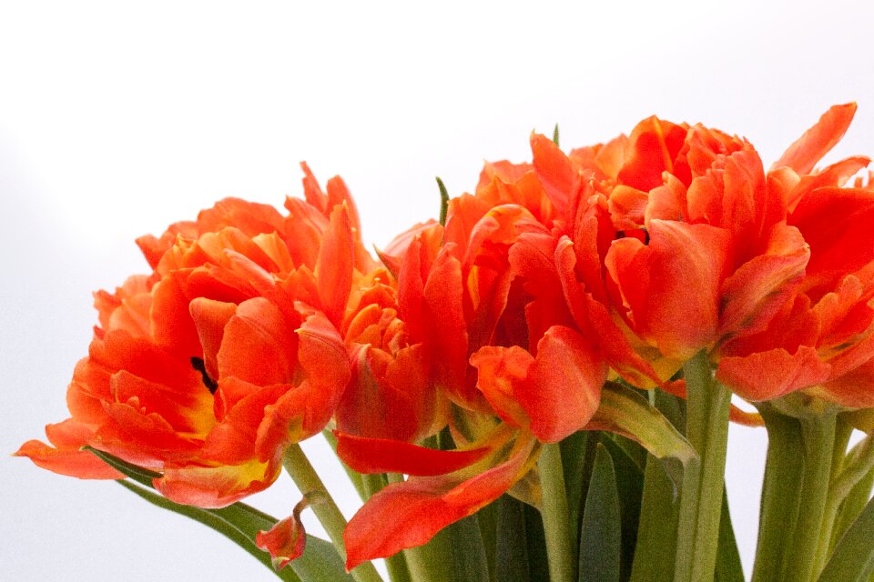Nature flowers tulips