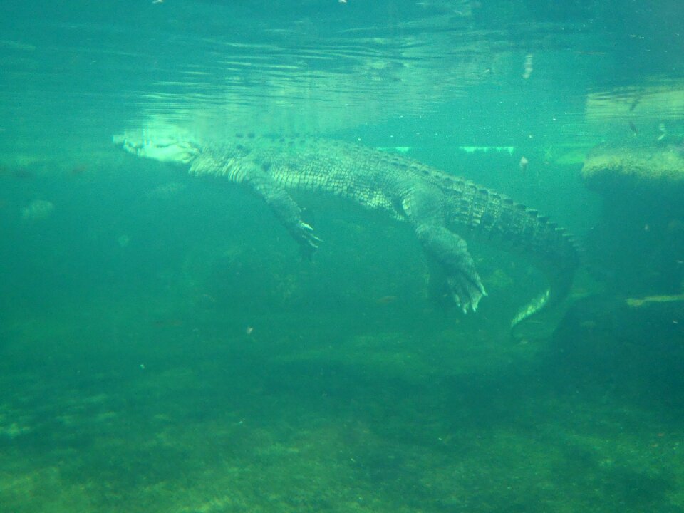 Wild animals reptile wild life australia