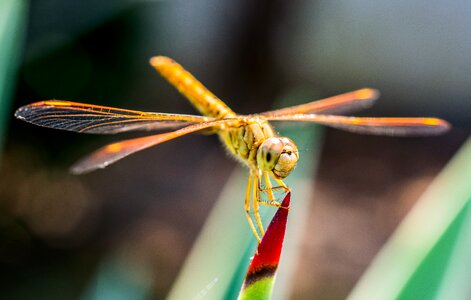 Dragonfly insect close up photo