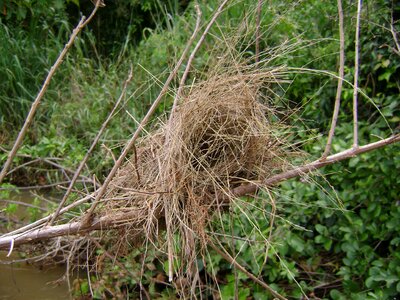 Nest tree wood