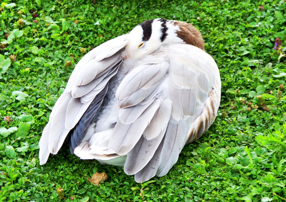 Grey-white feathers web feet asian goose photo