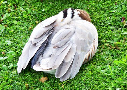 Grey-white feathers web feet asian goose