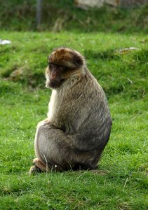Monkey animals monkey portrait