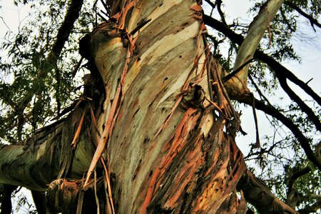 Eucalyptus bark strips photo