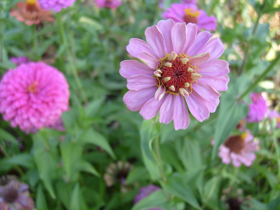 Spring floral blossom