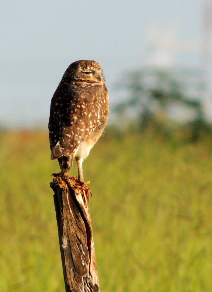 Bird watching bird of prey