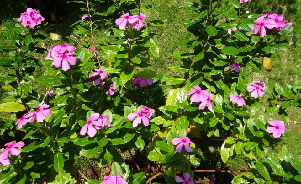 Madagascar rosy periwinkle cape periwinkle rose periwinkle