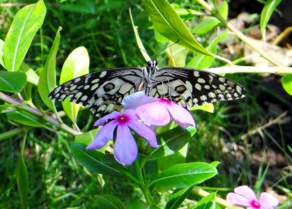Lemon butterfly lime swallowtail small citrus butterfly photo