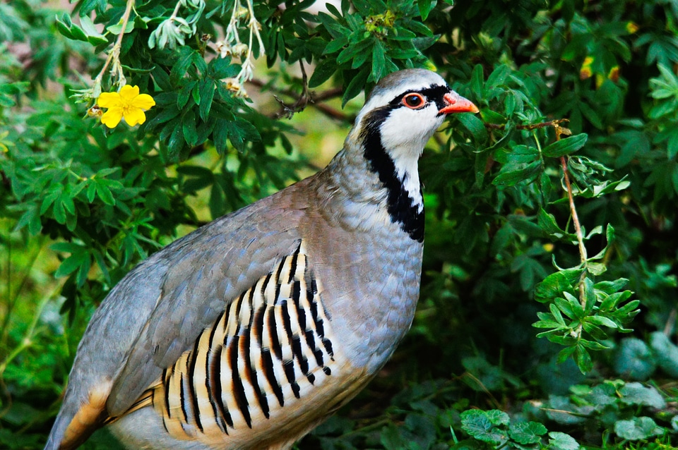 Bird animals nature