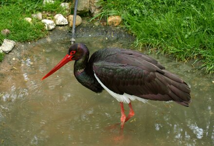 Bird black zoo