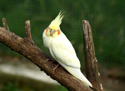 Bird yellow nymphicus hollandicus photo