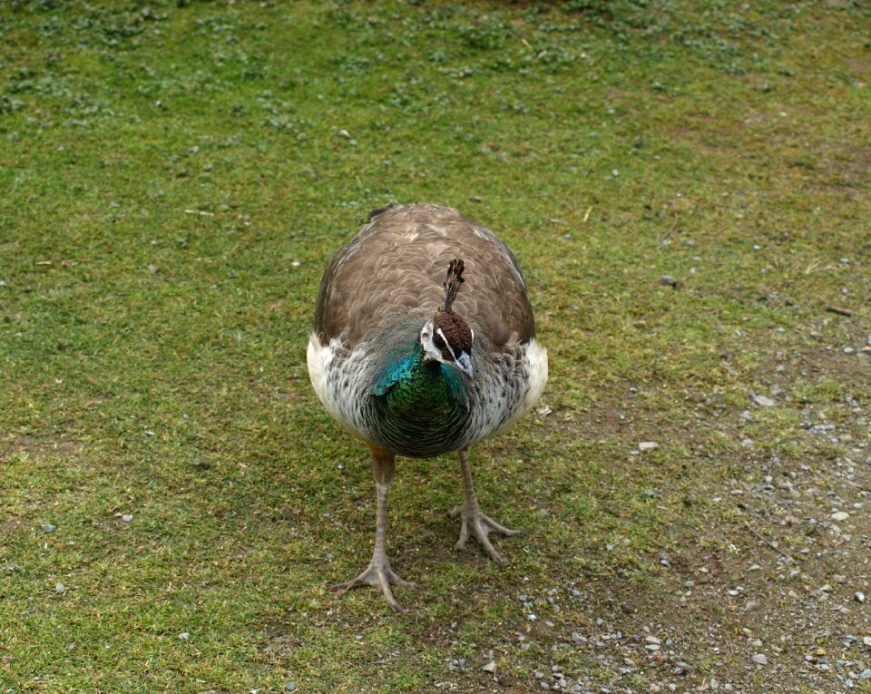 Peacock females peacock bird