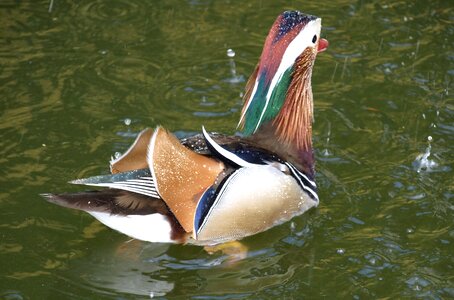 Water duck bird bird