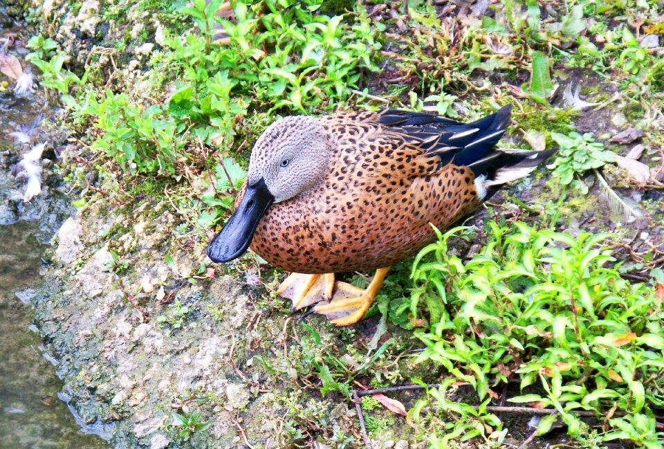 Large bill beak brown feathers