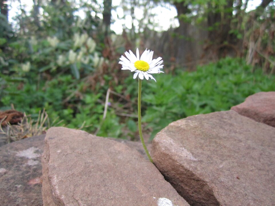 Stone wall wall plant white