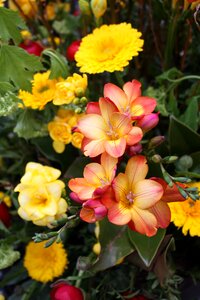 Greeting flowers nature