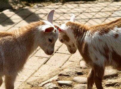 Play domestic goat fight