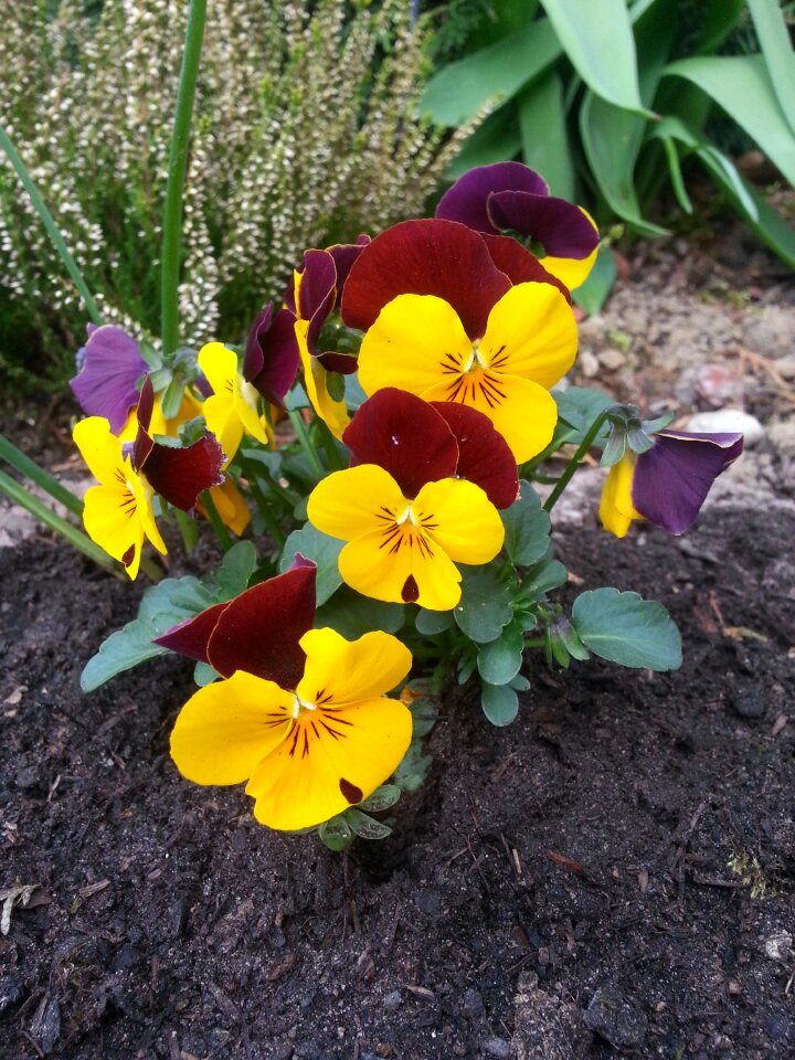 Flower blossom bloom