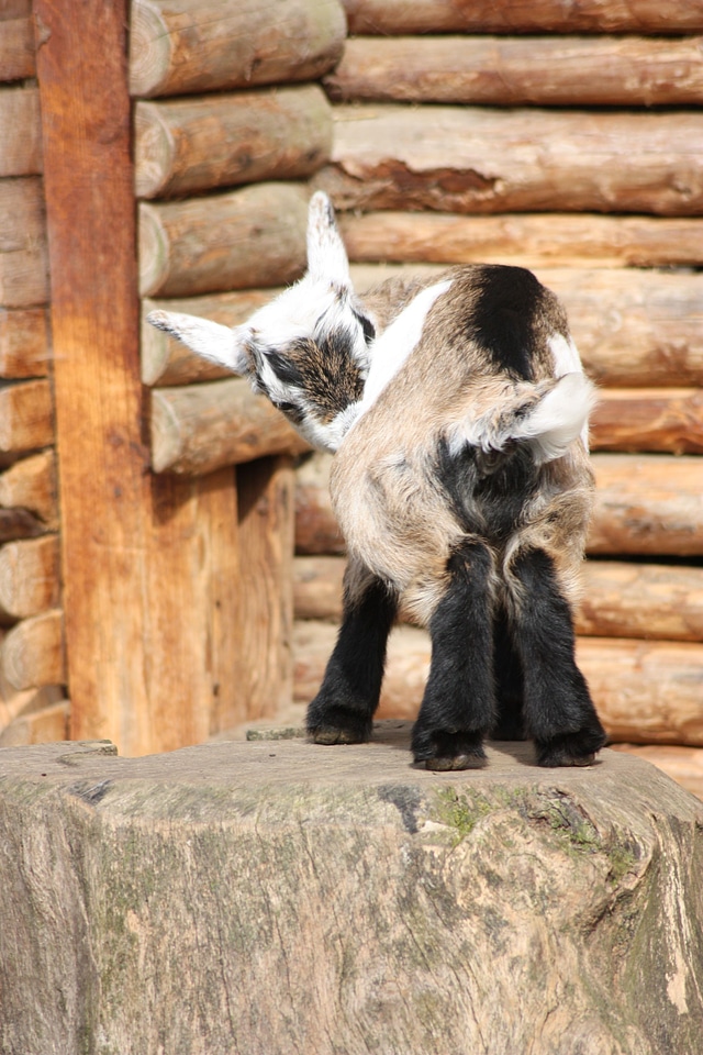 Baby goat animal small